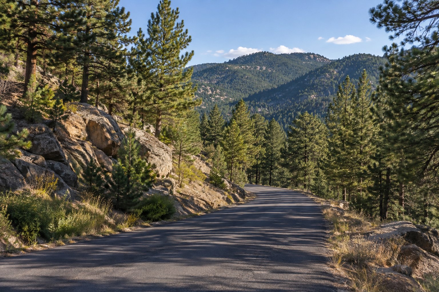 Conifer